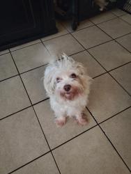 Lost Female Dog last seen Desert inn n Sand Hill , Las Vegas, NV 89121