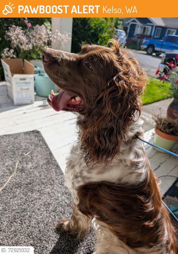 Found/Stray Male Dog last seen Burgerville , Kelso, WA 98626