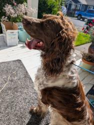 Found/Stray Male Dog last seen Burgerville , Kelso, WA 98626