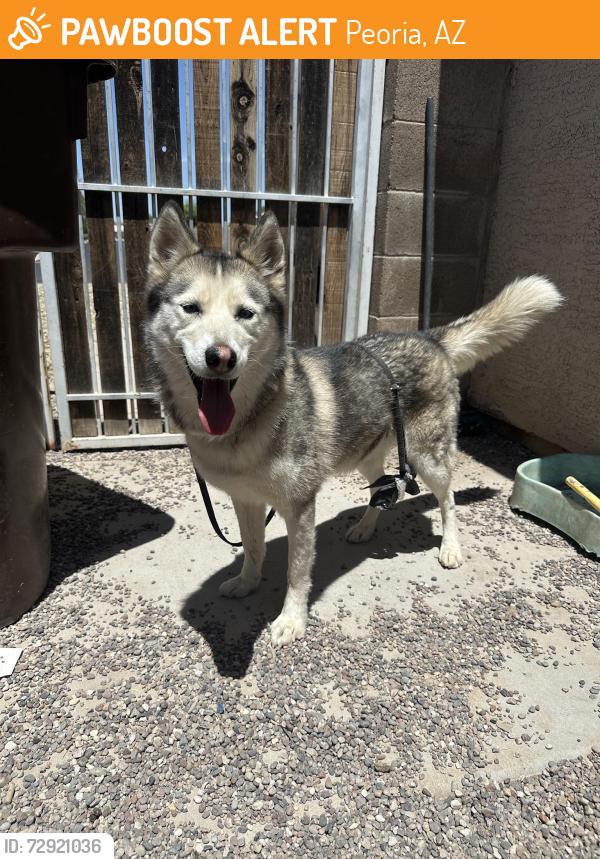 Found/Stray Female Dog last seen W. Monroe and 95th Ave 85345 , Peoria, AZ 85345