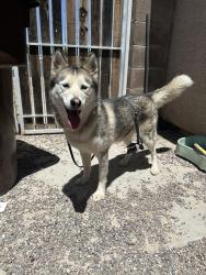 Found/Stray Female Dog last seen W. Monroe and 95th Ave 85345 , Peoria, AZ 85345