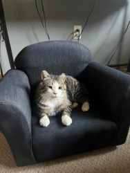 Lost Male Cat last seen 12th st clear lake Mn. 1 mile north of Wild Marsh gun club, Sherburne County, MN 55319