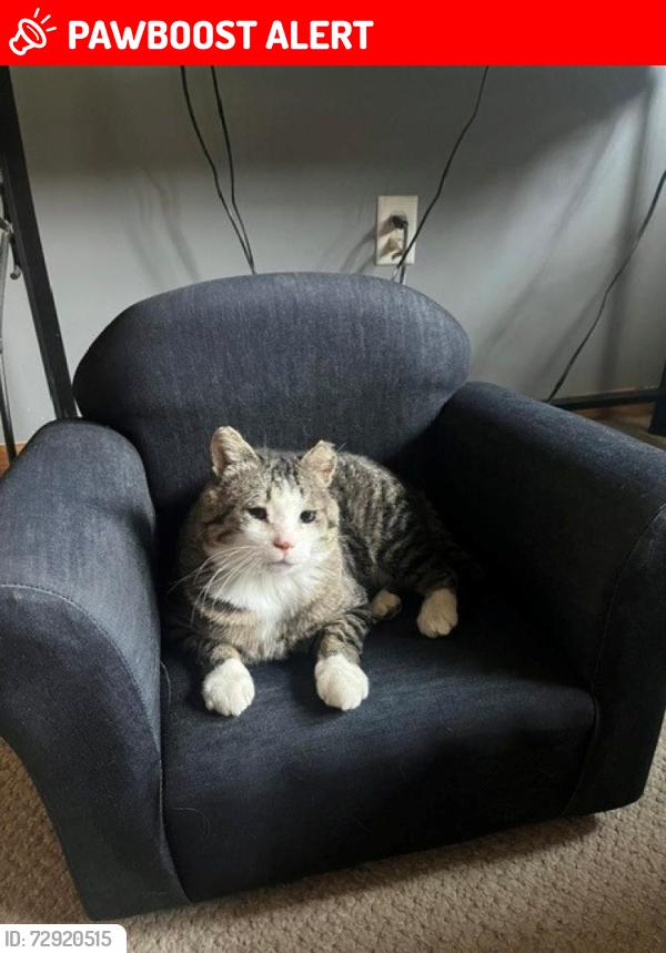 Lost Male Cat last seen 12th st clear lake Mn. 1 mile north of Wild Marsh gun club, Sherburne County, MN 55319