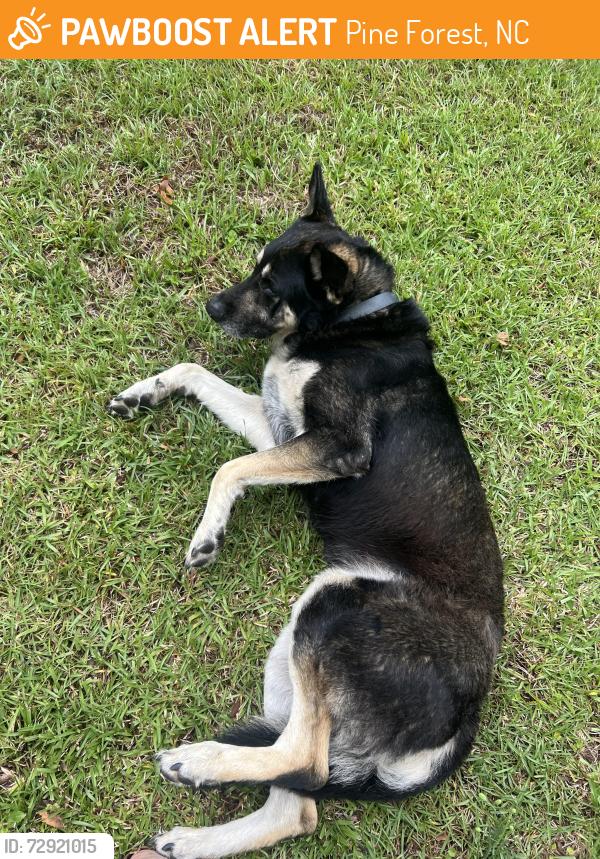 Found/Stray Male Dog last seen Honeybee Ln, linden , Pine Forest, NC 28356