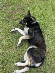 Found/Stray Male Dog last seen Honeybee Ln, linden , Pine Forest, NC 28356