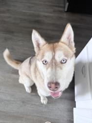 Reunited Female Dog last seen 38th Avenue and Brookdale Avenue , Oakland, CA 94619
