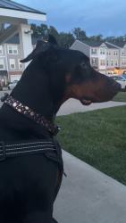 Lost Female Dog last seen Near chase arbor, Virginia Beach, VA 23451
