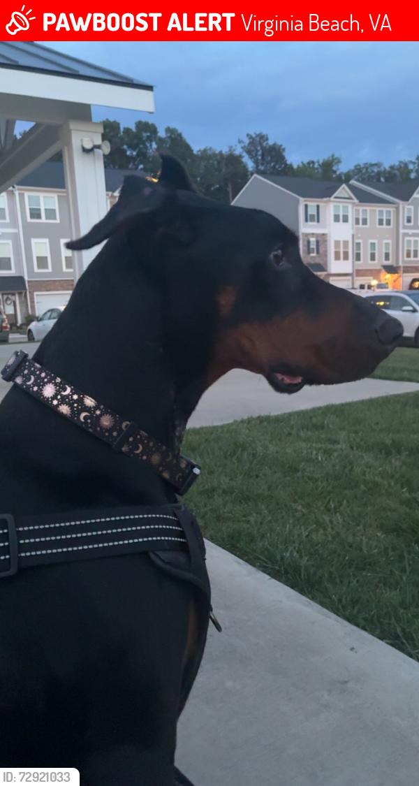 Lost Female Dog last seen Near chase arbor, Virginia Beach, VA 23451