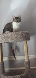 Lost Male Cat last seen Saddle creek ranch Cibolo, Cibolo, TX 78108