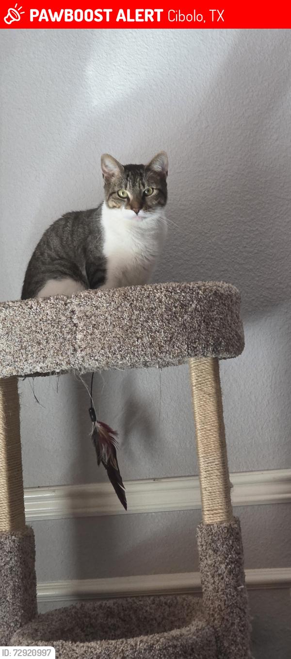 Lost Male Cat last seen Saddle creek ranch Cibolo, Cibolo, TX 78108