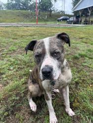 Reunited Male Dog last seen Avery’s corner park, Woodfin, NC 28804