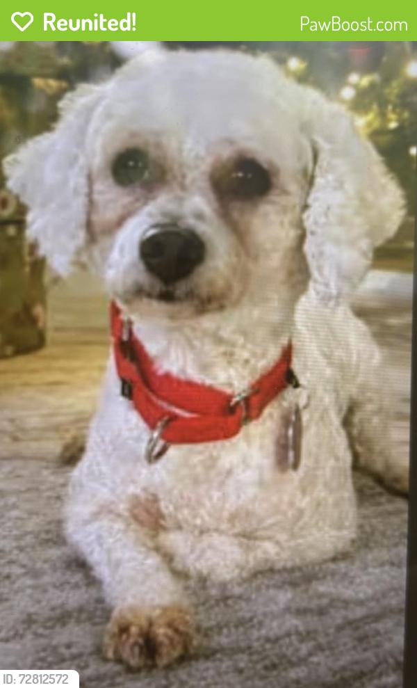Reunited Female Dog last seen Crossing Horseshoe Trail Rd, Denver , Denver, PA 17517