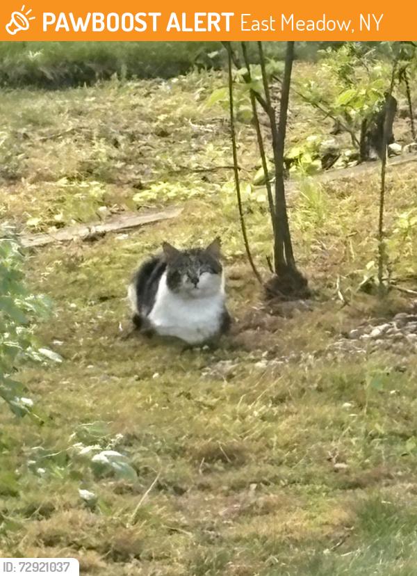 Found/Stray Unknown Cat last seen No Jeruselum, East Meadow, NY 11554