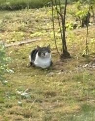 Found/Stray Unknown Cat last seen No Jeruselum, East Meadow, NY 11554