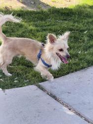 Found/Stray Male Dog last seen Gary Dexter park , Las Vegas, NV 89107