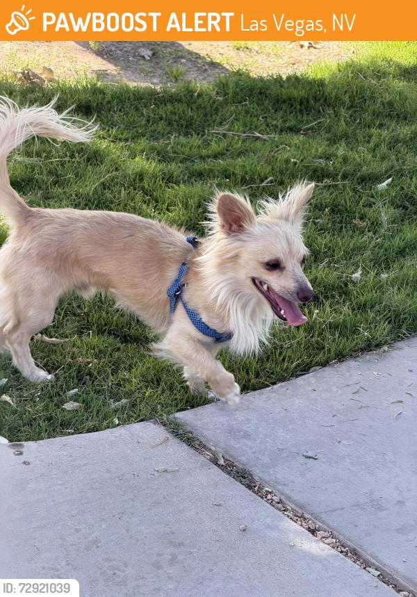 Found/Stray Male Dog last seen Gary Dexter park , Las Vegas, NV 89107