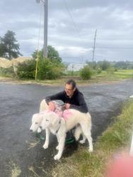 Reunited Female Dog last seen Near hwy 47, Carlton, OR 97111