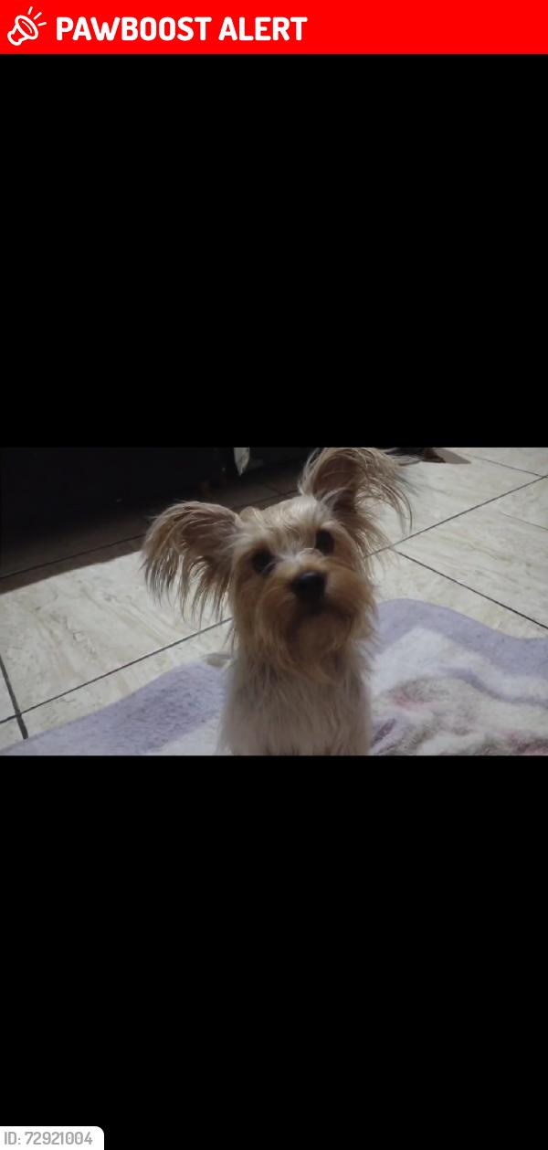 Lost Female Dog last seen Morada feliz- itaguaquecetuba-SP, Itaquaquecetuba, SP 