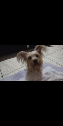 Lost Female Dog last seen Morada feliz- itaguaquecetuba-SP, Itaquaquecetuba, SP 