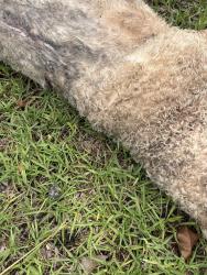 Found/Stray Female Dog last seen Crow Street, Center Point, AL 35215