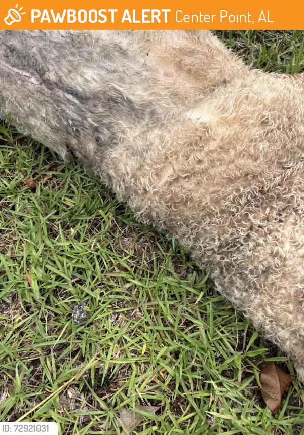 Found/Stray Female Dog last seen Crow Street, Center Point, AL 35215