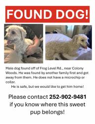 Found/Stray Male Dog last seen Frog Level Rd. & Colony Woods Dr. , Greenville, NC 27834