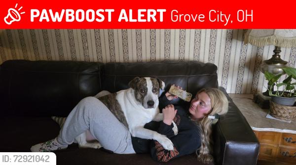 Lost Male Dog last seen Norton road, Grove City, OH 43123