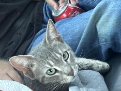 Found/Stray Unknown Cat last seen Candlewick Dr and Liverpool Dr, Poplar Grove, IL 61065