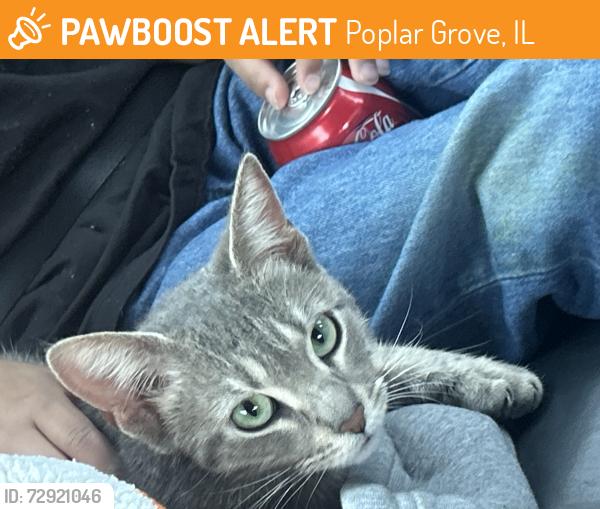 Found/Stray Unknown Cat last seen Candlewick Dr and Liverpool Dr, Poplar Grove, IL 61065
