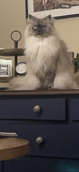 Reunited Female Cat last seen Mahogany and Gateway BLvd, Lacey, WA 98516