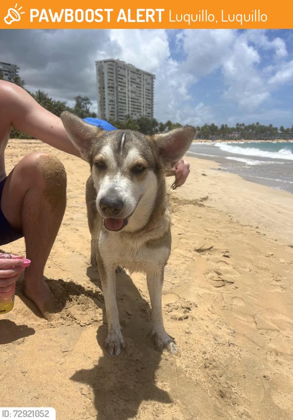 Found/Stray Female Dog last seen En la punta de playa azul , Luquillo, Luquillo 00773