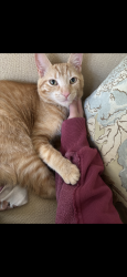 Reunited Male Cat last seen South county road 1050 east , Hendricks County, IN 46231
