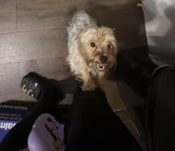 Reunited Female Dog last seen Near Woodlea Ave 21206, Baltimore, MD 21206