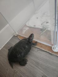 Lost Male Reptile last seen Cedars at River Legacy Park, Arlington, TX 76006