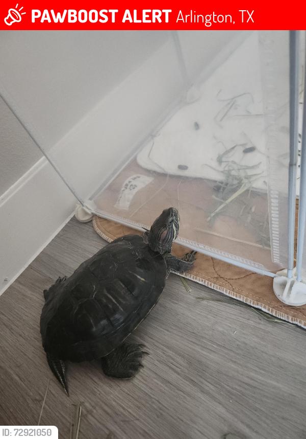 Lost Male Reptile last seen Cedars at River Legacy Park, Arlington, TX 76006