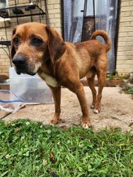Reunited Male Dog last seen Montclair South Neighborhood , Charlotte, NC 28217