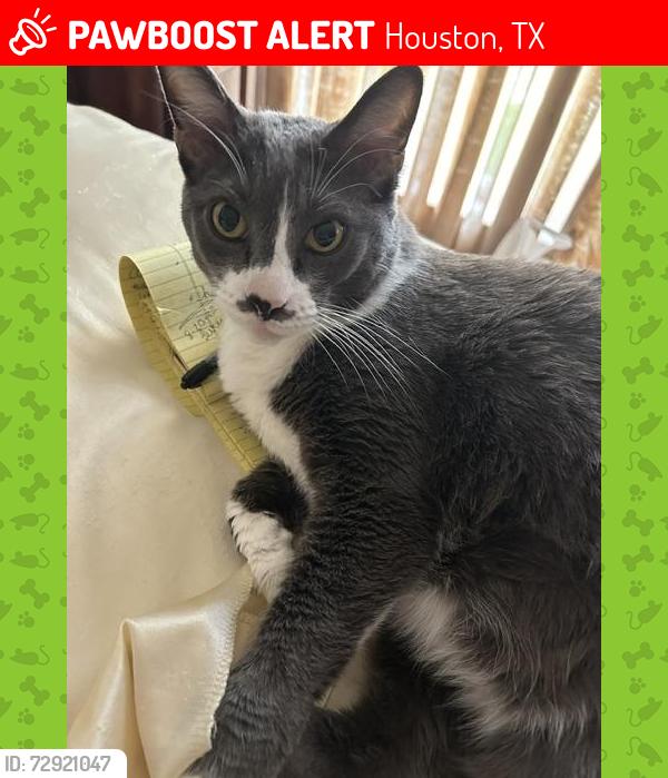 Lost Male Cat last seen Space City Blvd, Houston, TX 77058