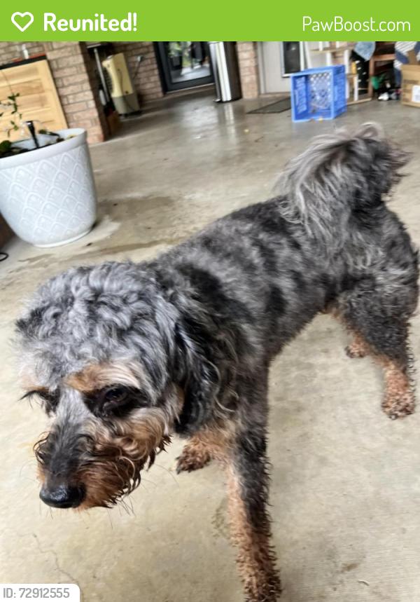 Reunited Male Dog last seen Dodge city, Killeen, TX 76549