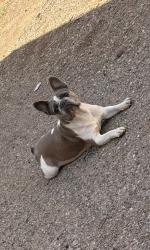 Found/Stray Female Dog last seen Near 3rd St, Lubbock, TX 79415