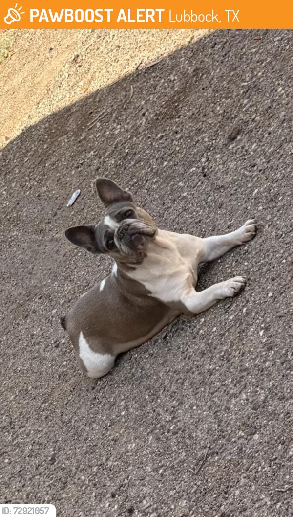 Found/Stray Female Dog last seen Near 3rd St, Lubbock, TX 79415