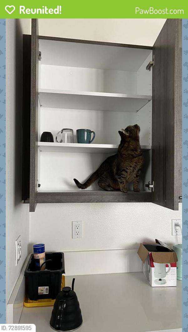 Reunited Male Cat last seen Across from starlight terrace park , La Mesa, CA 91941