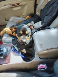 Lost Male Dog last seen Near 8th ave s roy wa 98580, Roy, WA 98580