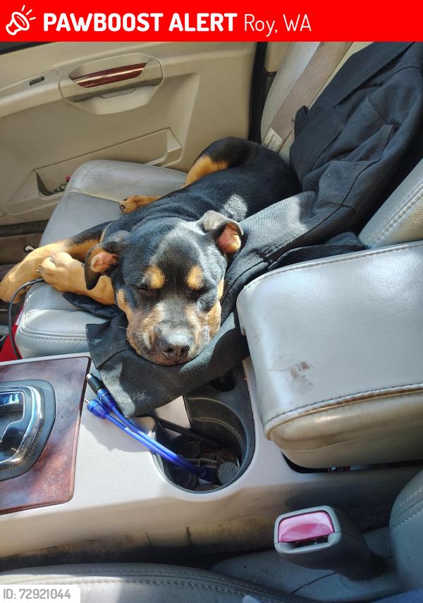 Lost Male Dog last seen Near 8th ave s roy wa 98580, Roy, WA 98580