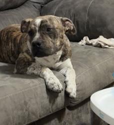 Lost Male Dog last seen Grassburg, Bryan, TX 77808