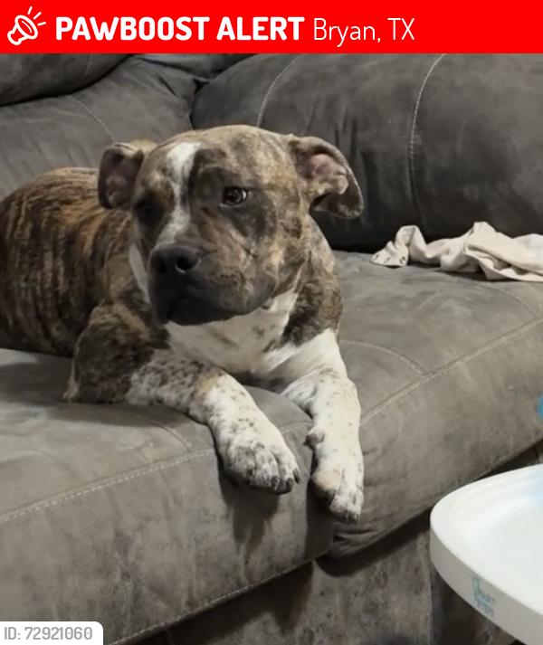 Lost Male Dog last seen Grassburg, Bryan, TX 77808