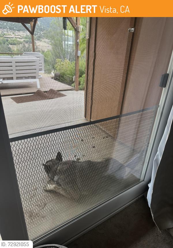Found/Stray Unknown Dog last seen El Paseo , Vista, CA 92084
