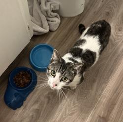 Found/Stray Male Cat last seen Near new york street redlands, Redlands, CA 92373