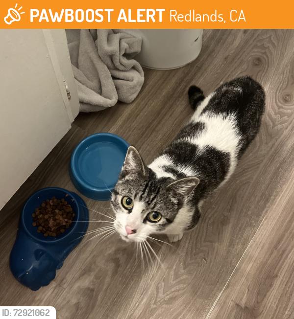 Found/Stray Male Cat last seen Near new york street redlands, Redlands, CA 92373