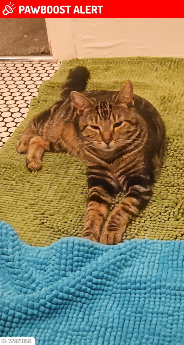 Lost Male Cat last seen Hazellville Road , Greater London, England 
