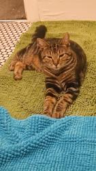 Lost Male Cat last seen Hazellville Road , Greater London, England 